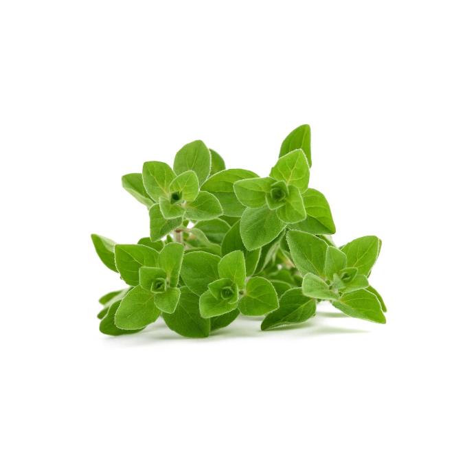 SA Organics Oregano Bunch