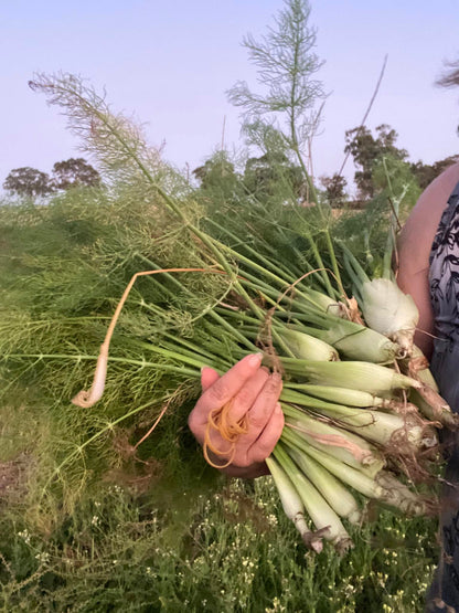 SA Organics Baby Fennel Bunch (5 per bunch)