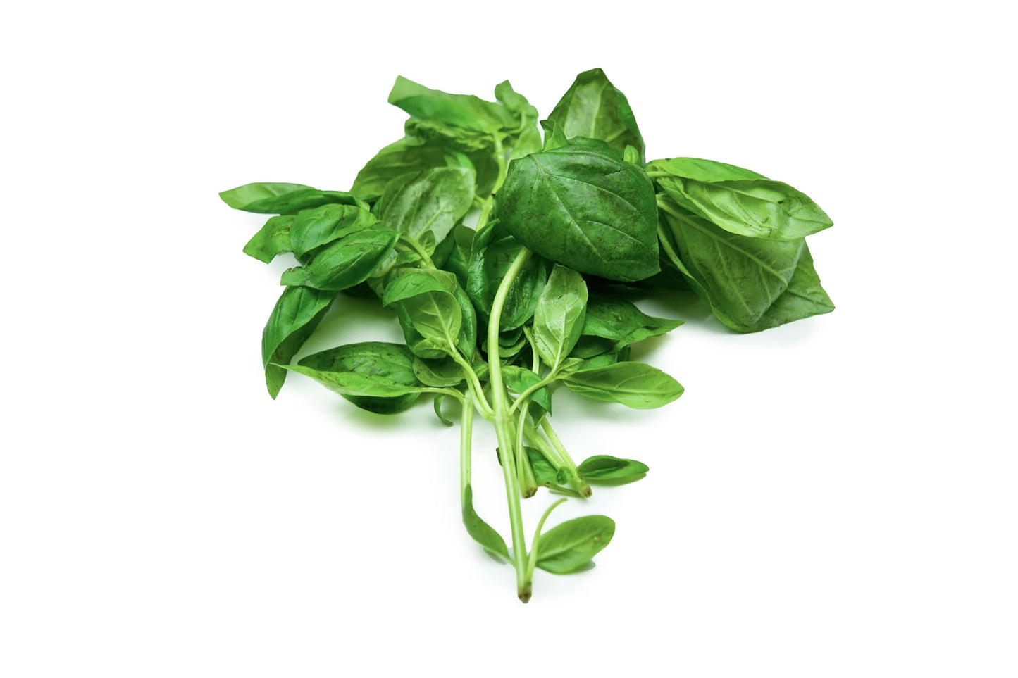 Organic Basil bunch