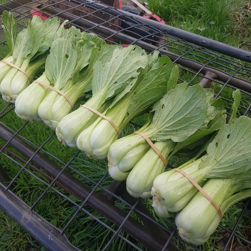 organic bokchoy bunch