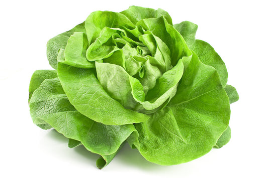 Organic Butter Lettuce