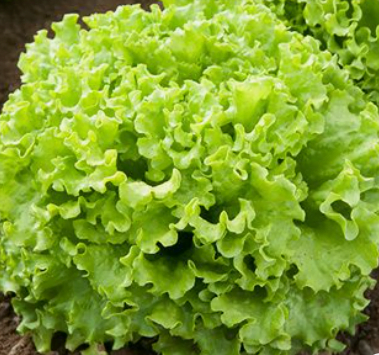 SA Organics Green Coral Lettuce