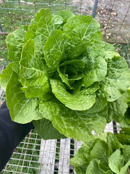 SA Organics Cos Lettuce