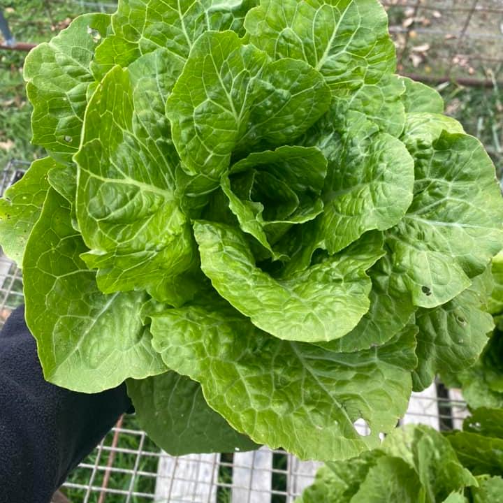 Organic Baby Cos Lettuce