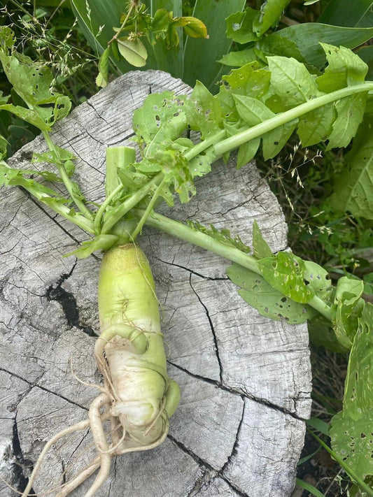 SA Organics White Radish Bunch