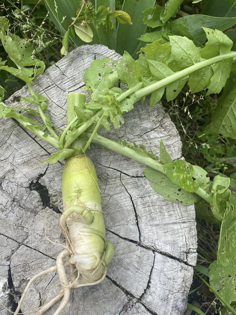 SA Organics White Radish Bunch – Organicbox