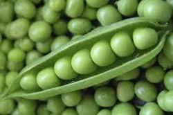 organic garden peas