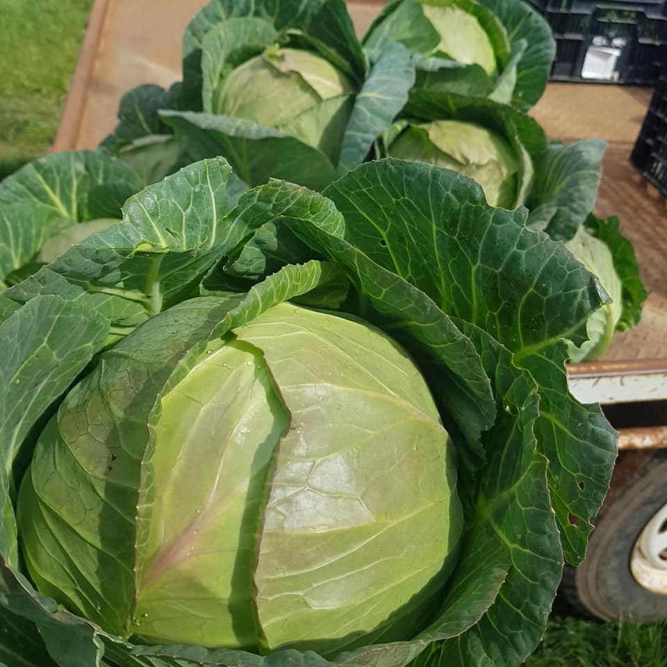 organic green cabbage