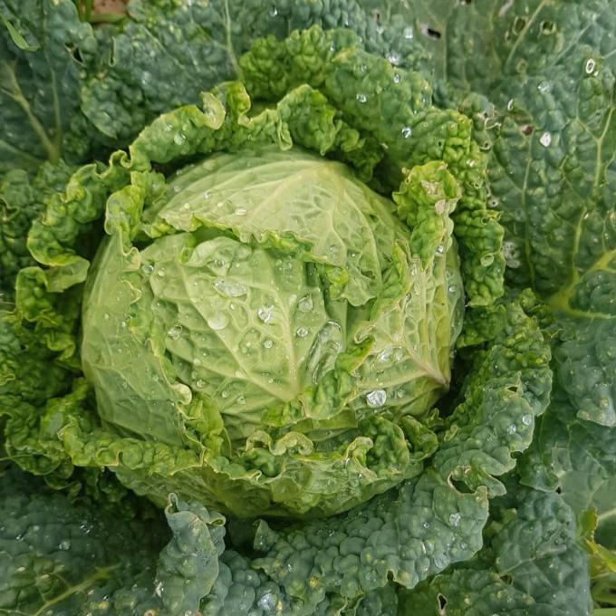 organic savoy cabbage