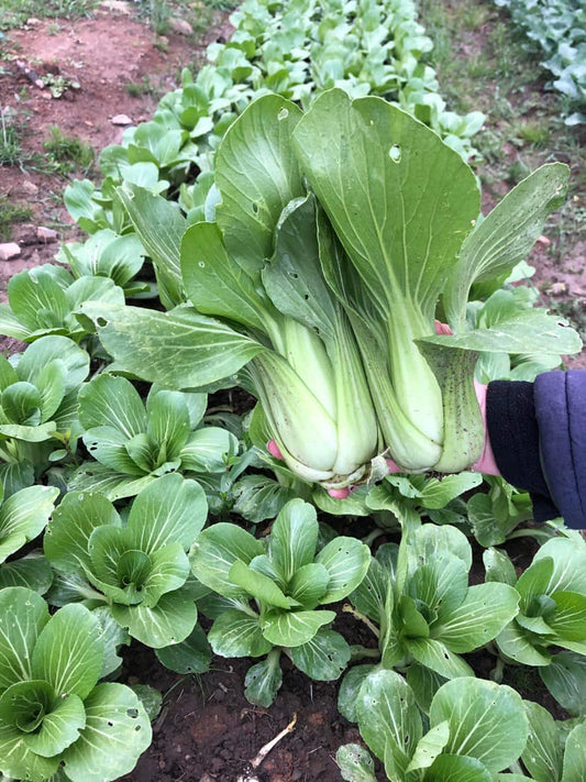 organic sinhle bokchoy