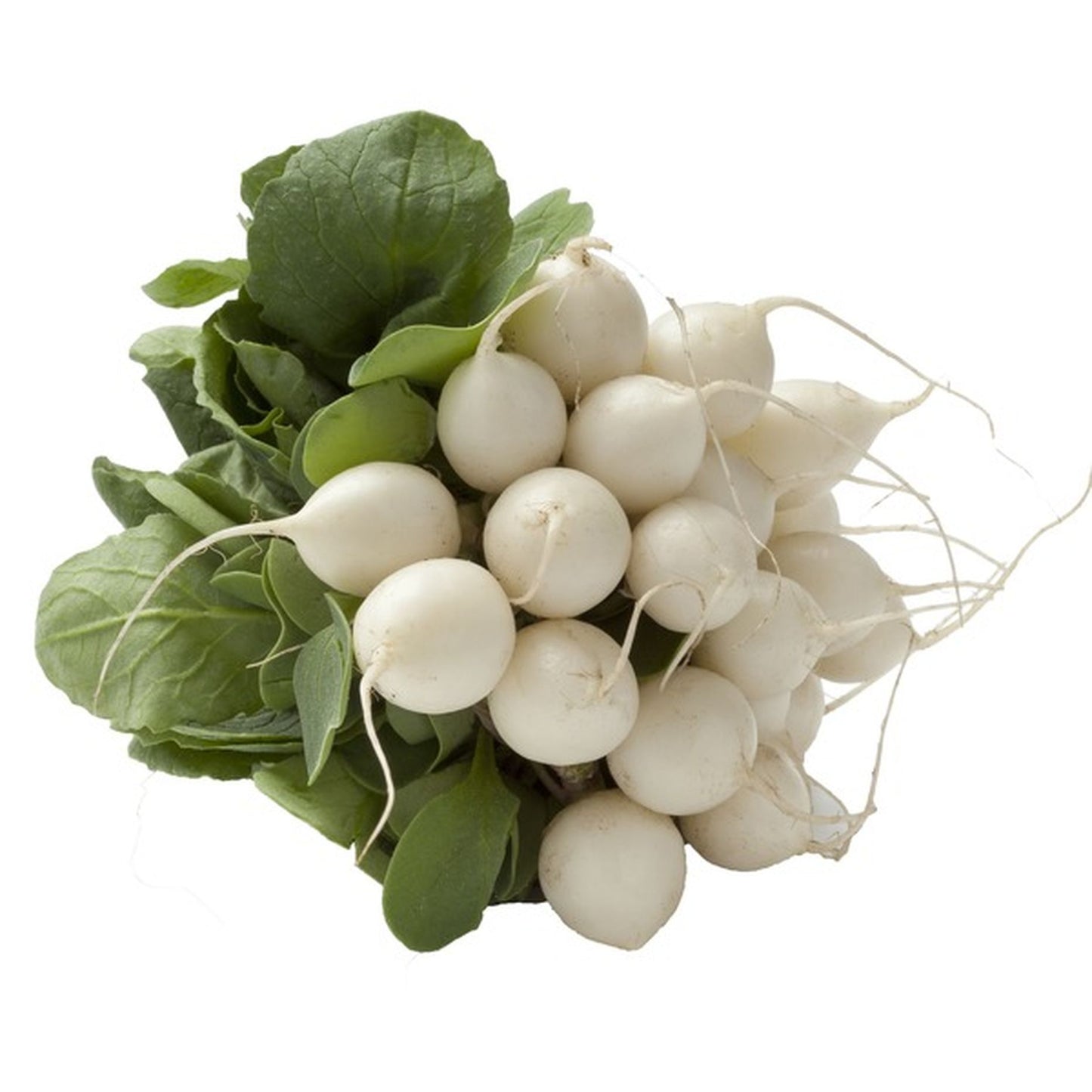 Organic White Radish Bunch