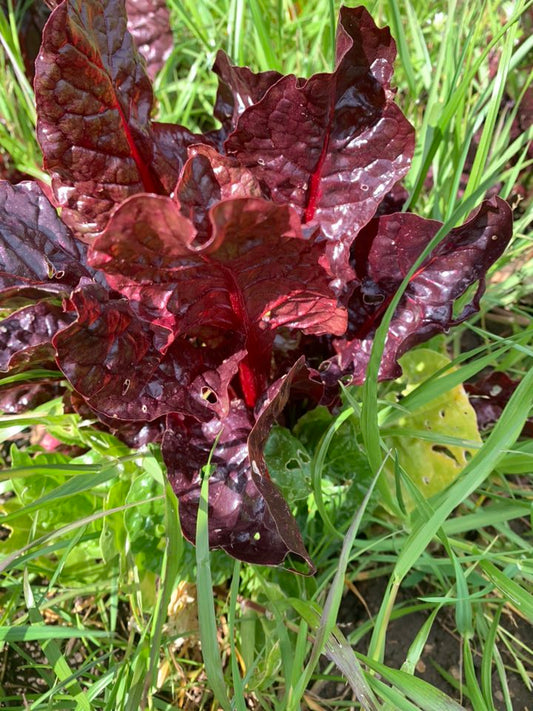 SA Organics Chard Bunch