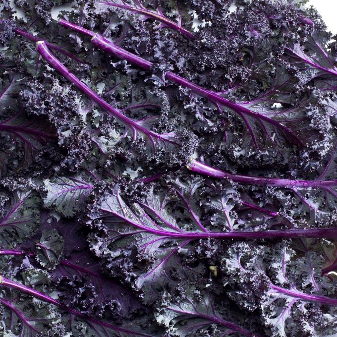 Organic Purple Kale Bunch