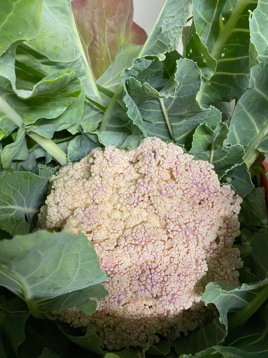 SA Organics Organic Cauliflower "not so perfect" - purple tinge