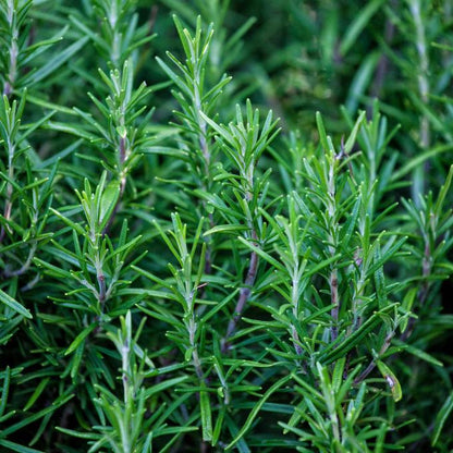 SA Organics Rosemary Bunch