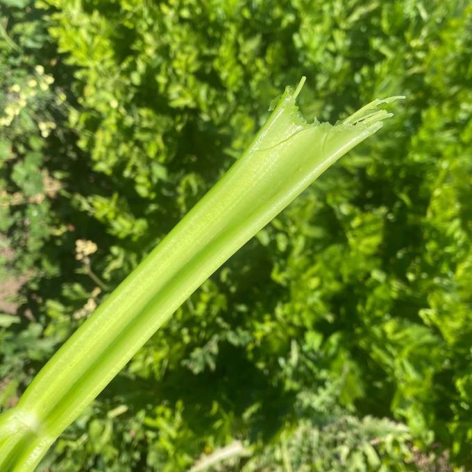 sa organics certified organic celery