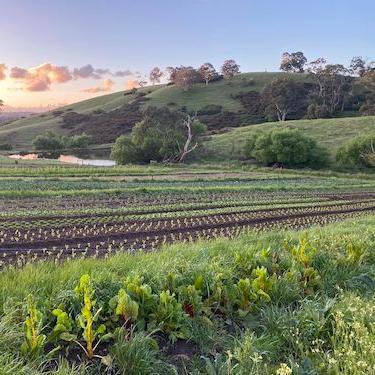 Adelaide Hills Organic Produce Box